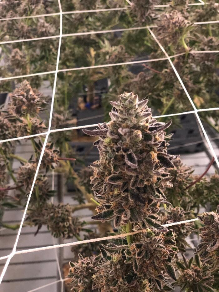 Images SNAXLAND - High Street