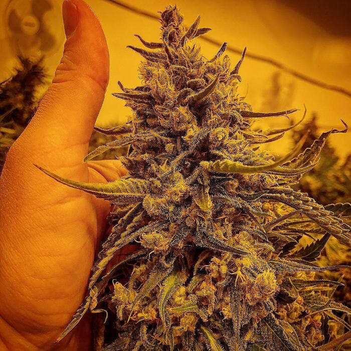 Images SNAXLAND - High Street