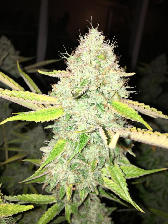 Images SNAXLAND - High Street