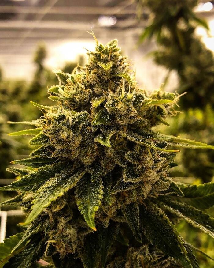 Images SNAXLAND - High Street