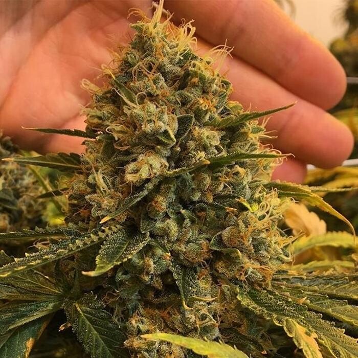 Images SNAXLAND - High Street