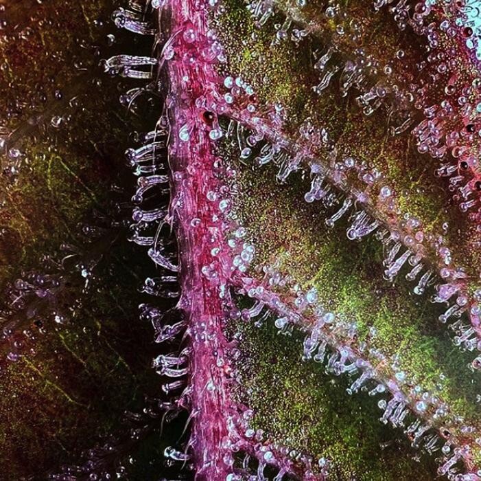 Images SNAXLAND - High Street