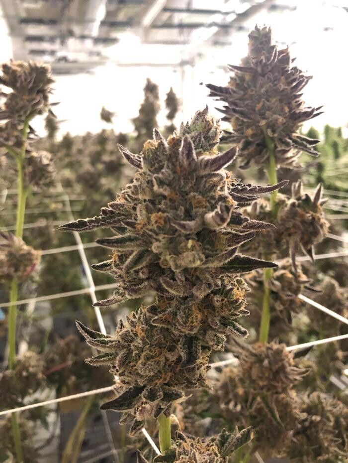 Images SNAXLAND - High Street