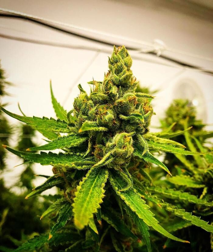 Images SNAXLAND - High Street