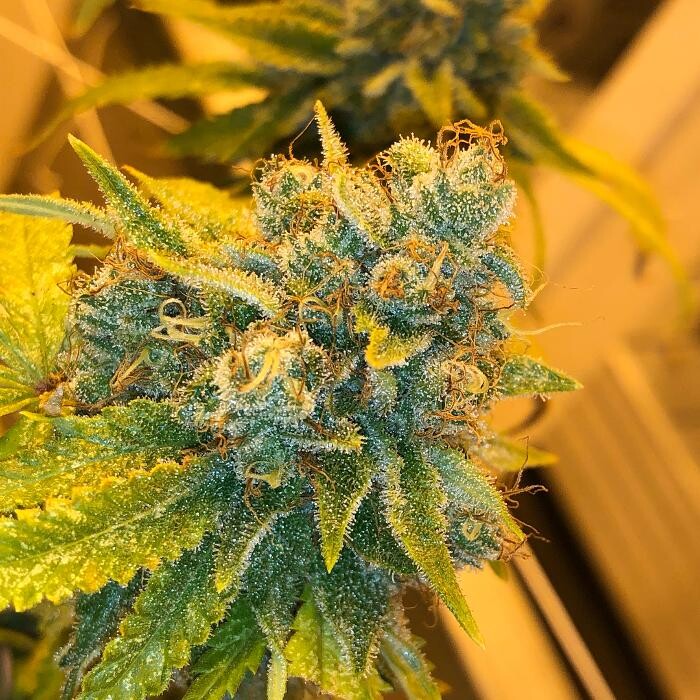 Images SNAXLAND - High Street