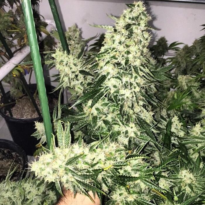 Images SNAXLAND - High Street