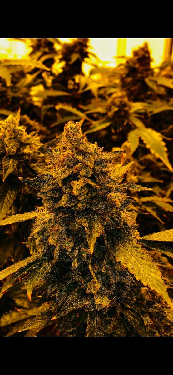 Images SNAXLAND - High Street