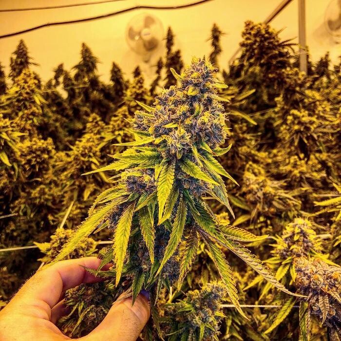 Images SNAXLAND - High Street