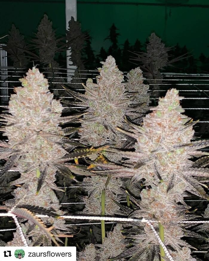 Images SNAXLAND - High Street