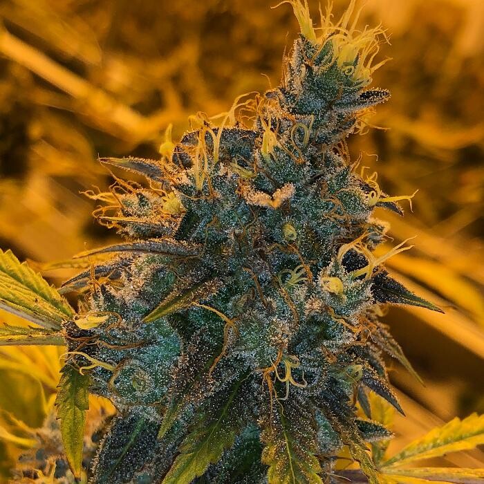 Images SNAXLAND - High Street