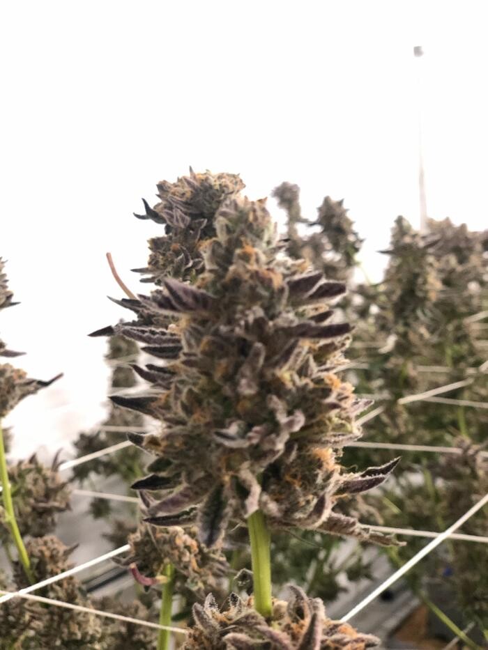 Images SNAXLAND - High Street