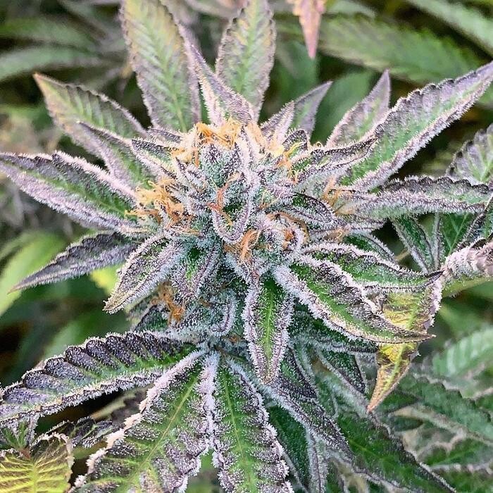 Images SNAXLAND - High Street