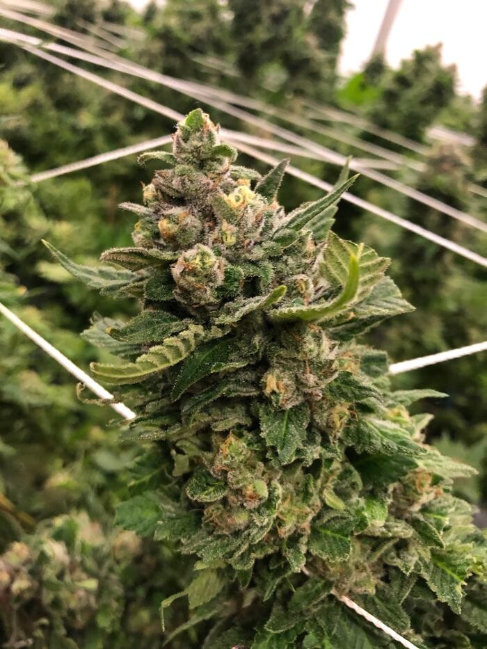 Images SNAXLAND - High Street