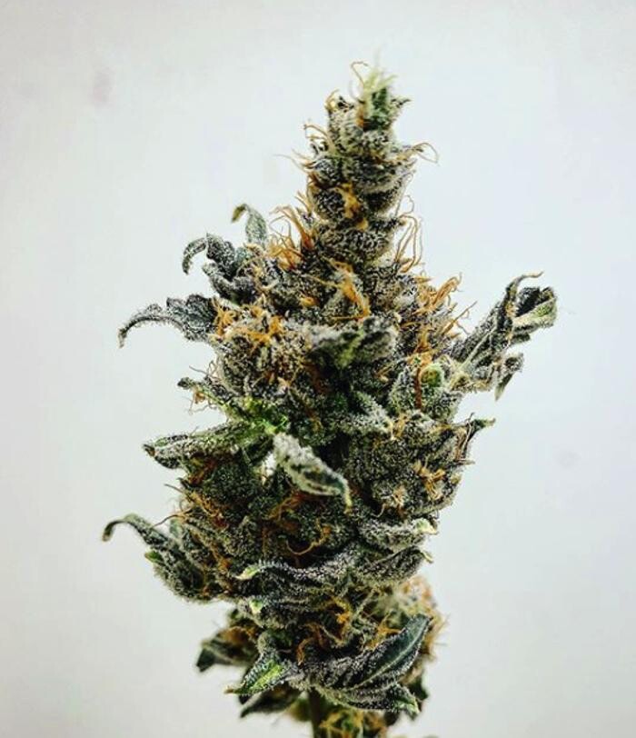 Images SNAXLAND - High Street