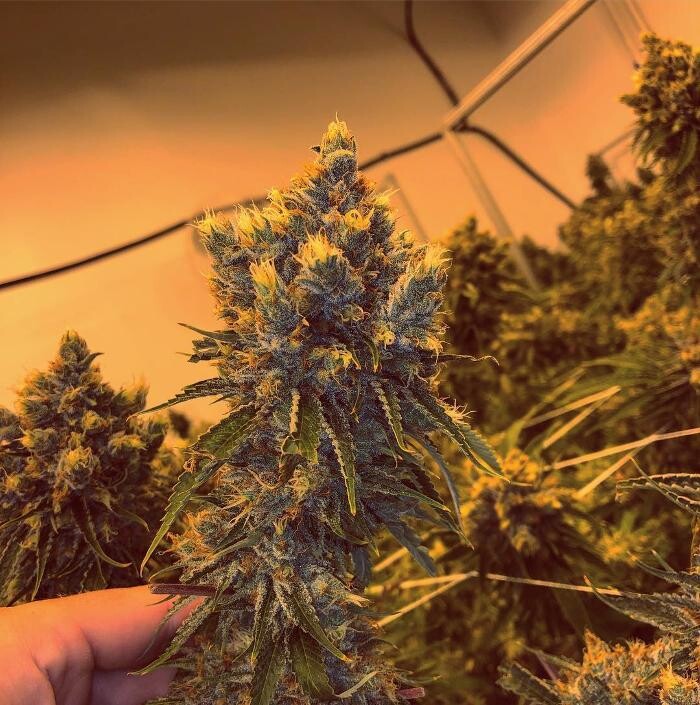 Images SNAXLAND - High Street