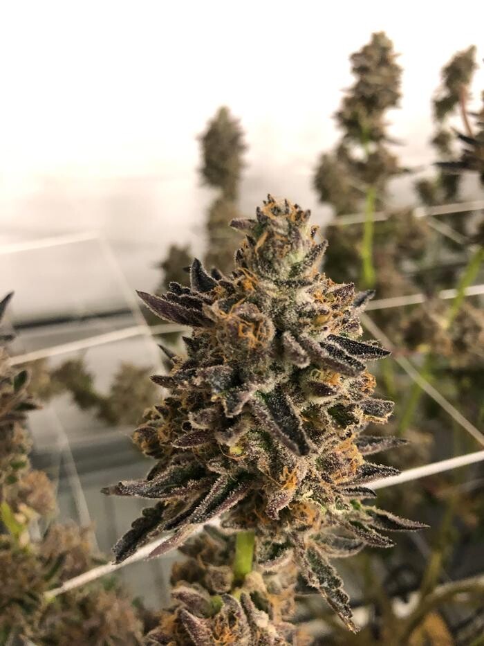 Images SNAXLAND - High Street