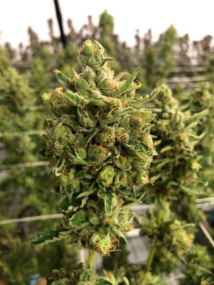 Images SNAXLAND - High Street