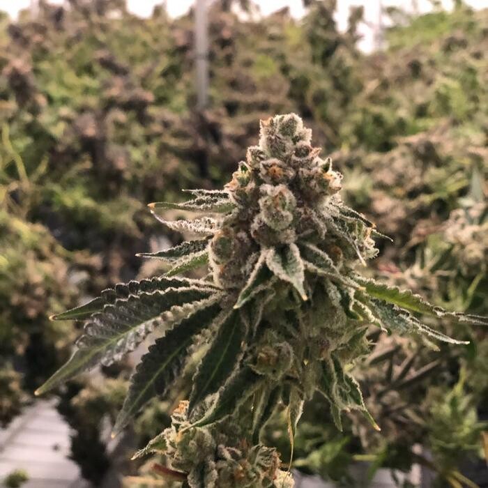 Images SNAXLAND - High Street