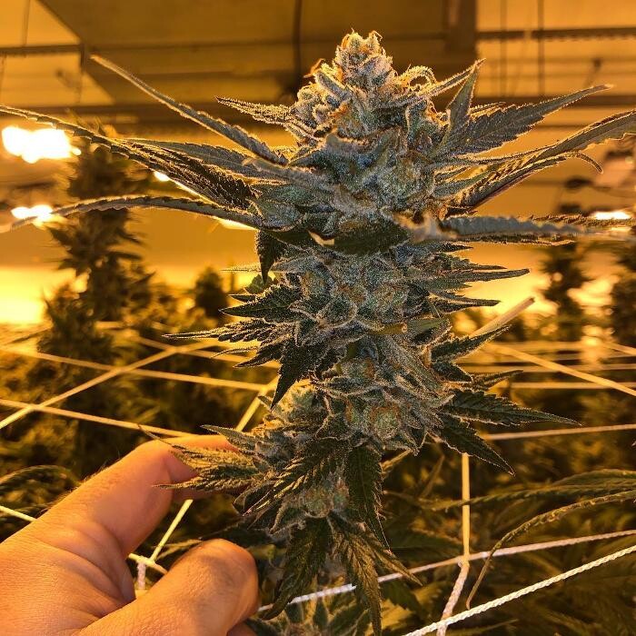 Images SNAXLAND - High Street