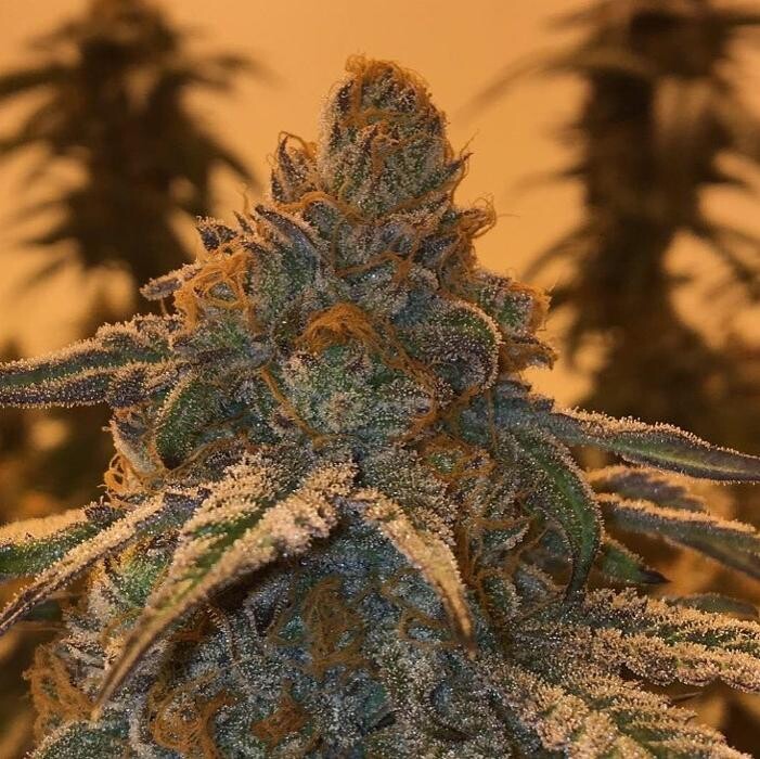 Images SNAXLAND - High Street