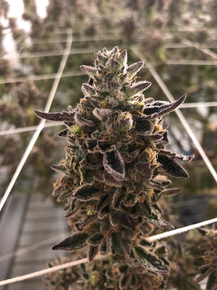 Images SNAXLAND - High Street