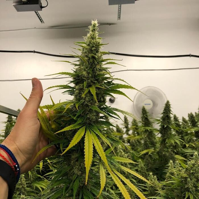 Images SNAXLAND - High Street