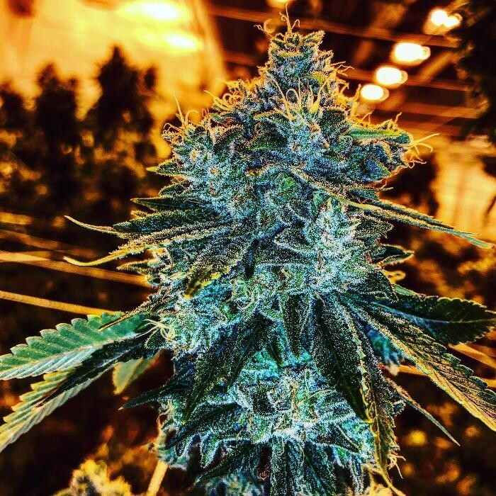 Images SNAXLAND - High Street