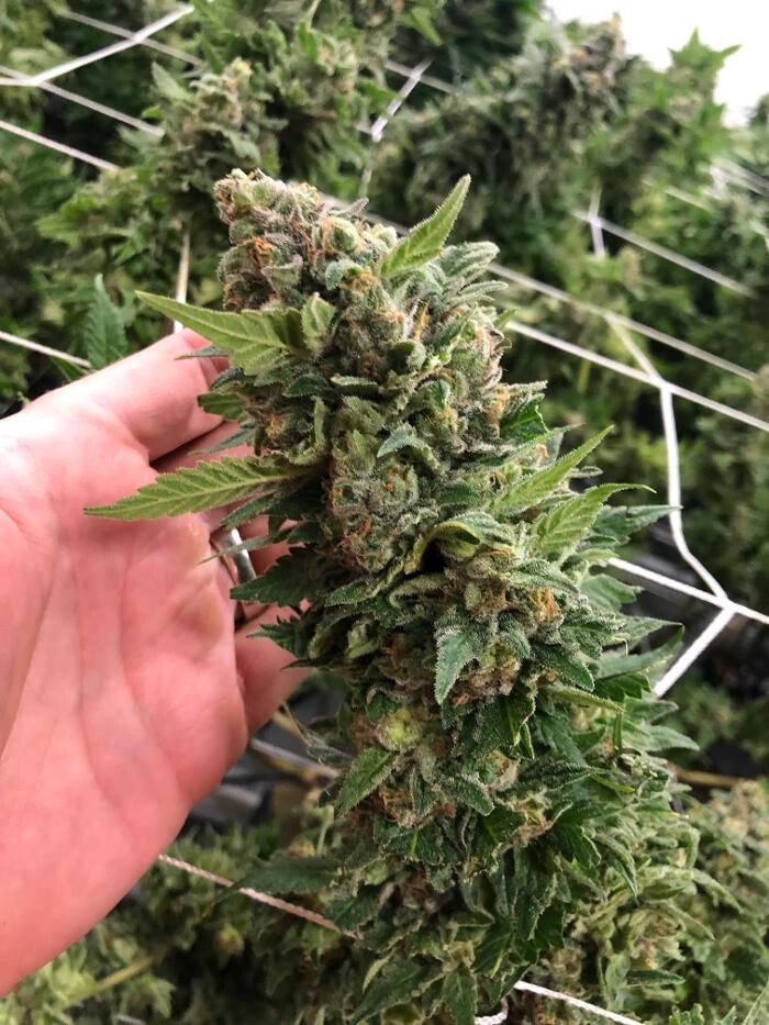 Images SNAXLAND - High Street