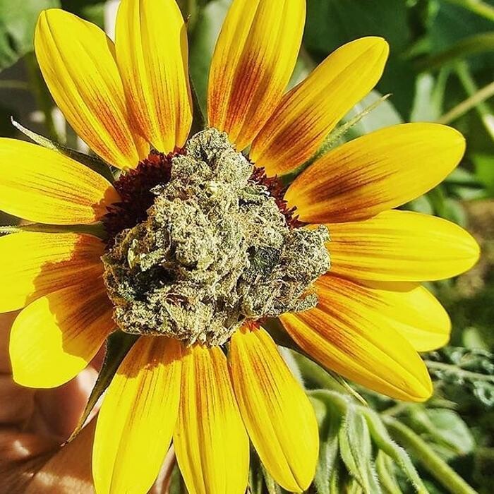 Images SNAXLAND - High Street