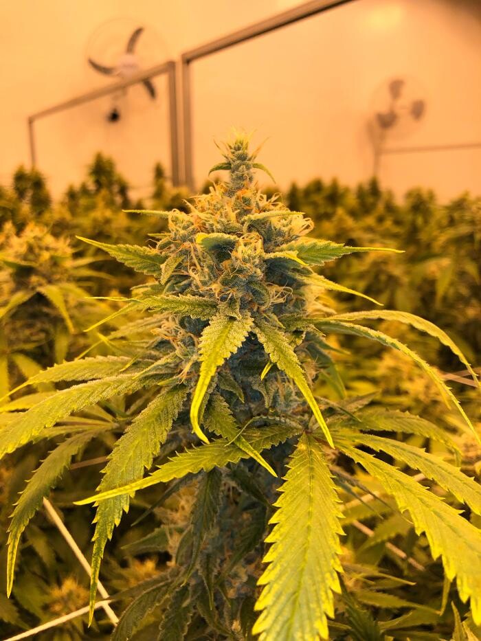 Images SNAXLAND - High Street