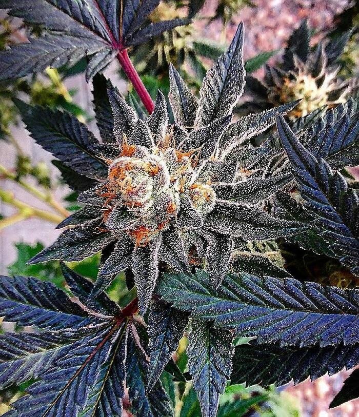 Images SNAXLAND - High Street