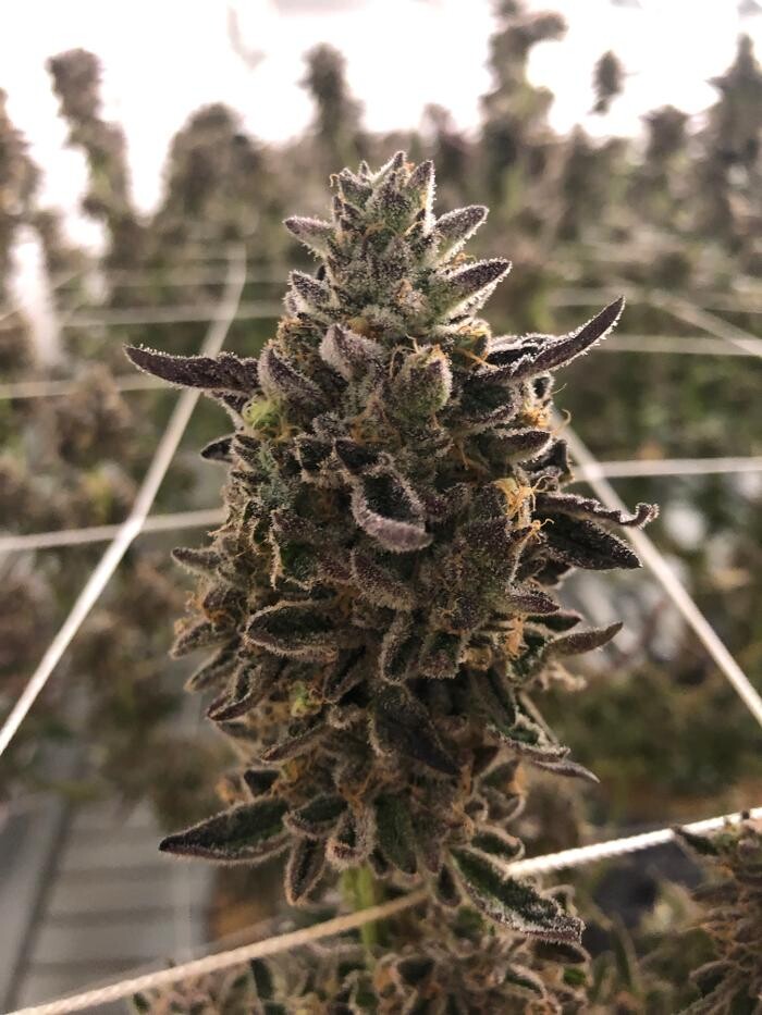 Images SNAXLAND - High Street