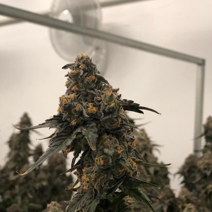 Images SNAXLAND - High Street