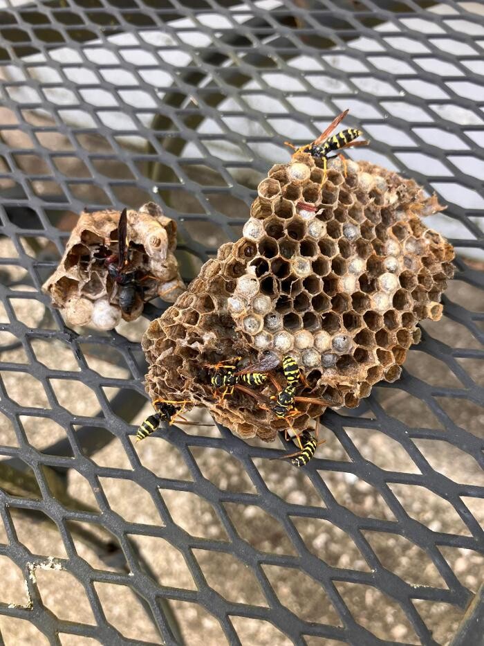 Images Patton Pest Control LLC