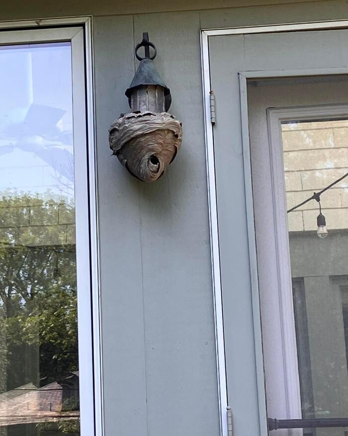 Images Patton Pest Control LLC