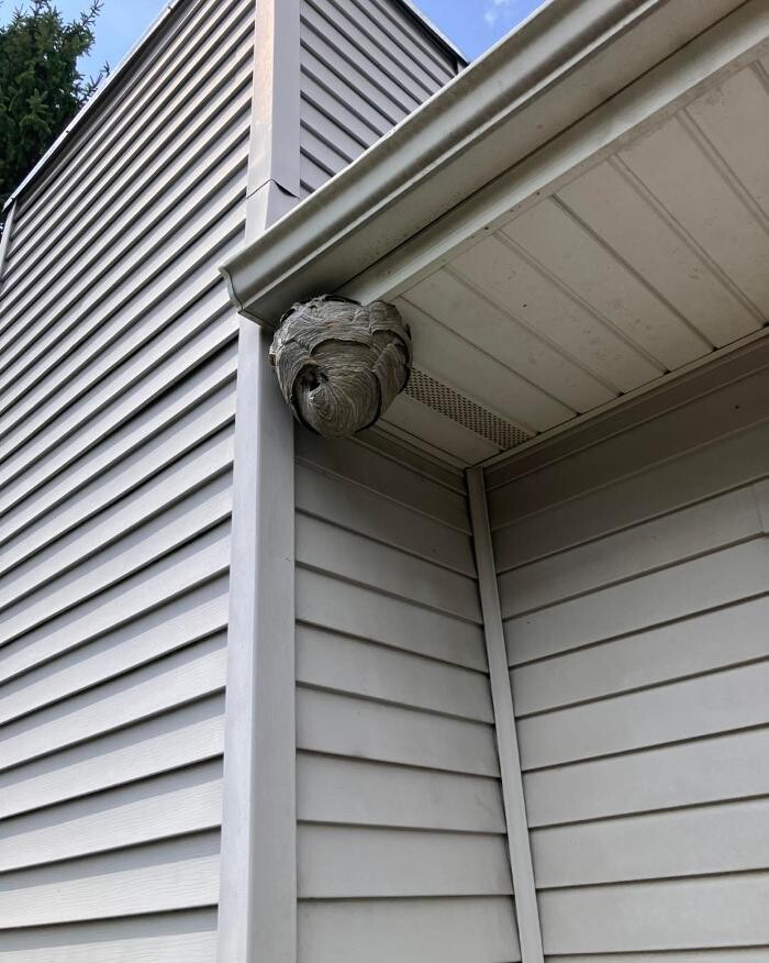 Images Patton Pest Control LLC