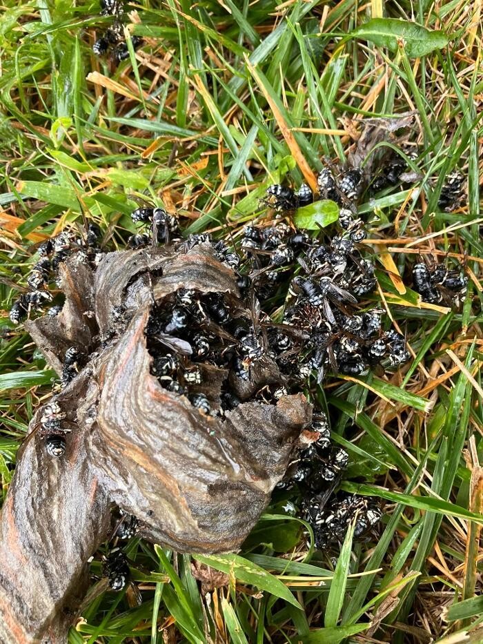 Images Patton Pest Control LLC