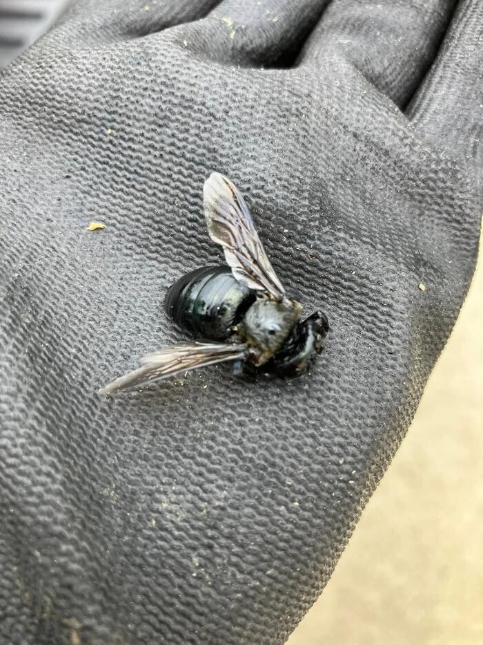 Images Patton Pest Control LLC