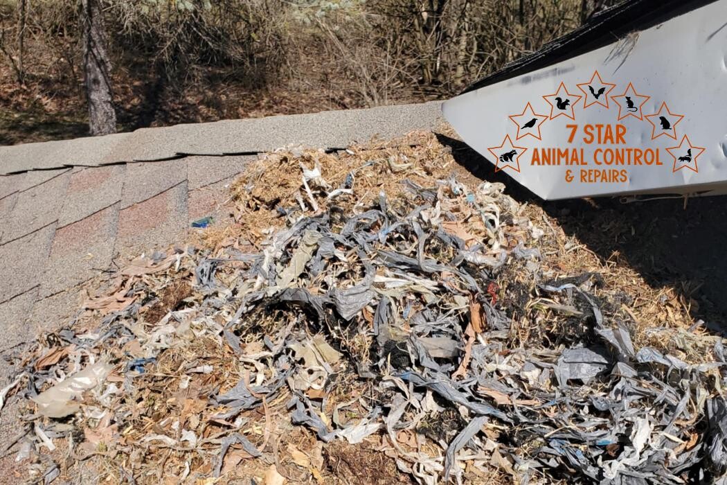Images 7 Star Animal Control & Repairs LLC