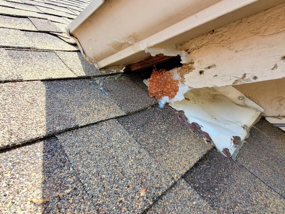 Images 7 Star Animal Control & Repairs LLC
