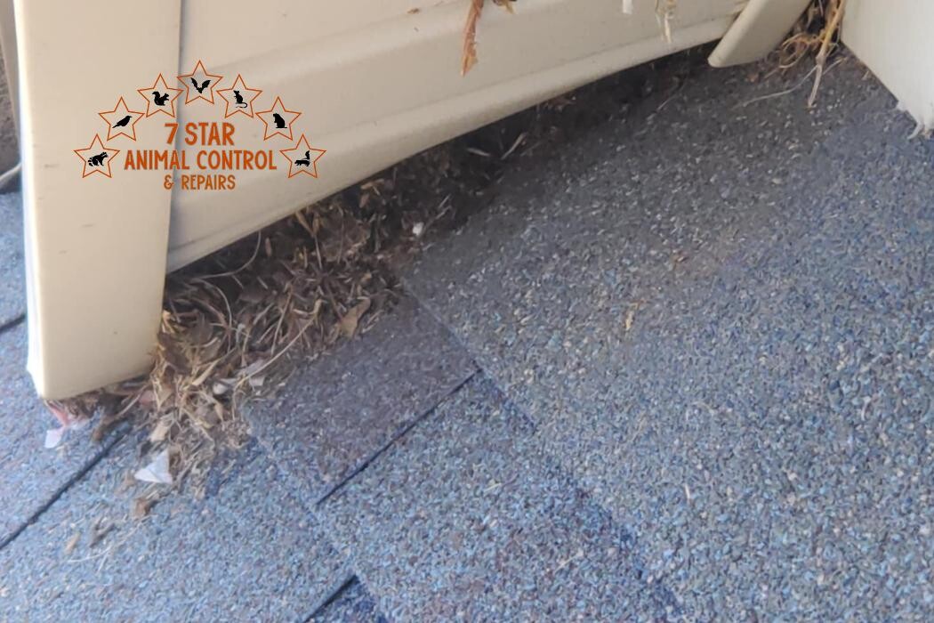 Images 7 Star Animal Control & Repairs LLC