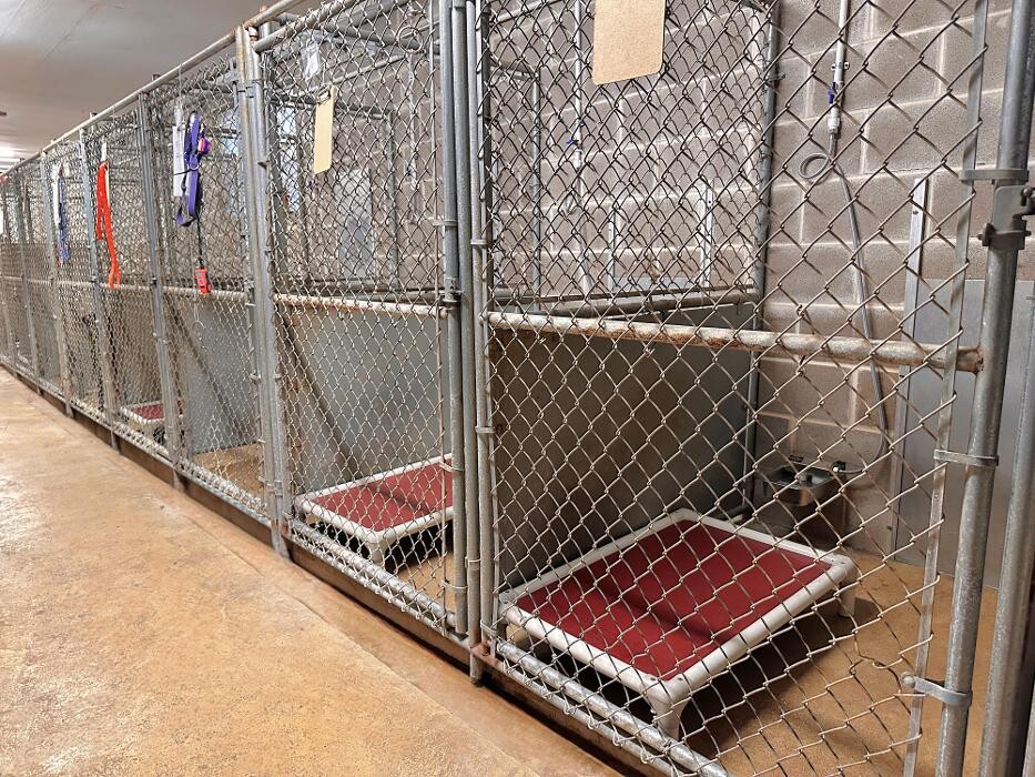 Images Tandem Canines Pet Resort