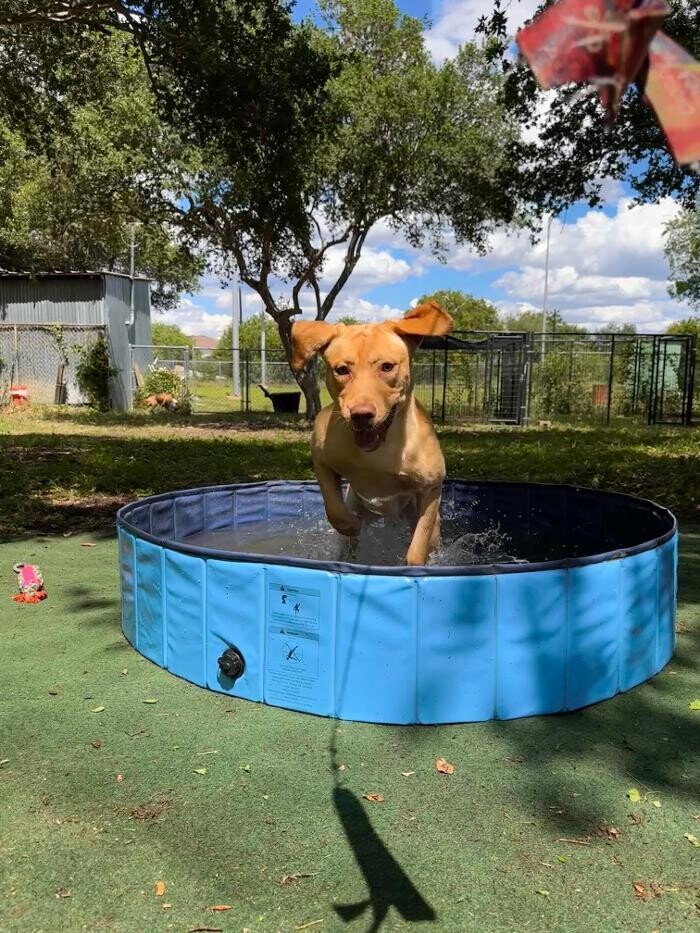 Images Tandem Canines Pet Resort