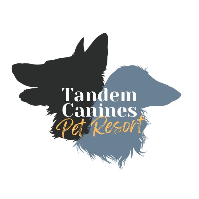 Images Tandem Canines Pet Resort