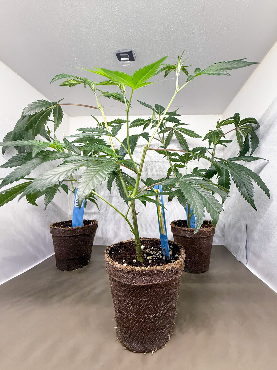 Images The Green Solution