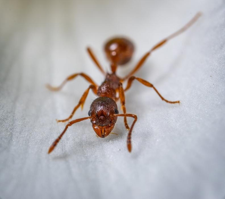 Images Buckingham Pest Control
