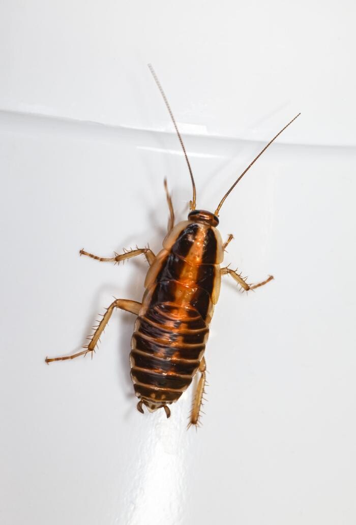 Images Buckingham Pest Control