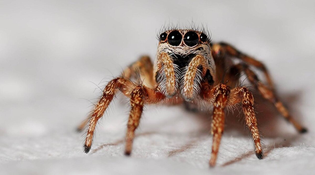 Images Buckingham Pest Control