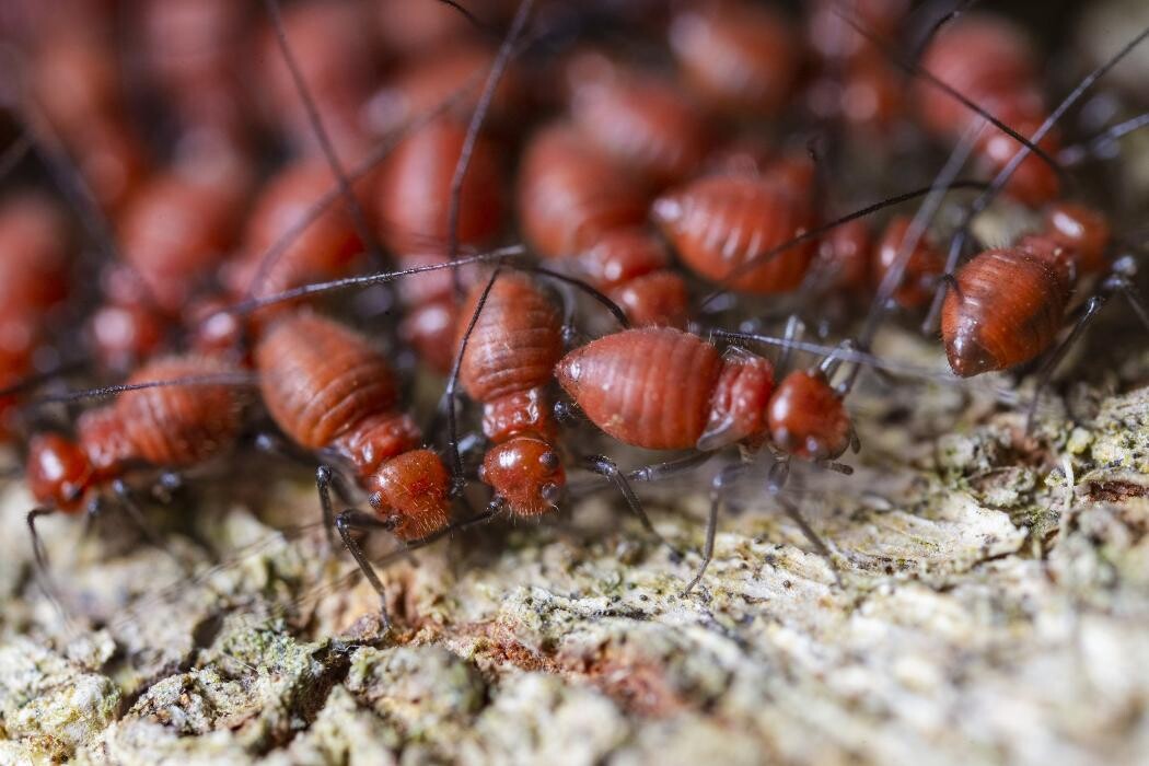 Images Buckingham Pest Control