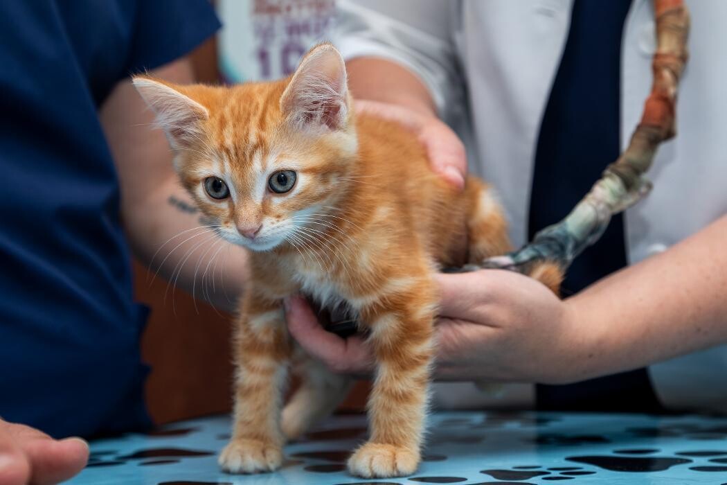 Images Battleground Hospital for Animals